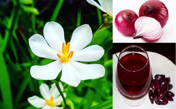 Tỏi đỏ - thảo dược đông y quý hiếm