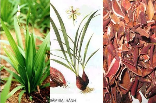 Tỏi đỏ với tác dụng kháng sinh, chống viêm tự nhiên