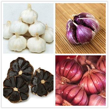 Tỏi có đặc tính kháng vi-rút và kháng khuẩn, kích thích sản xuất các tế bào bạch cầu trong cơ thể và là một chất chống oxy hóa mạnh