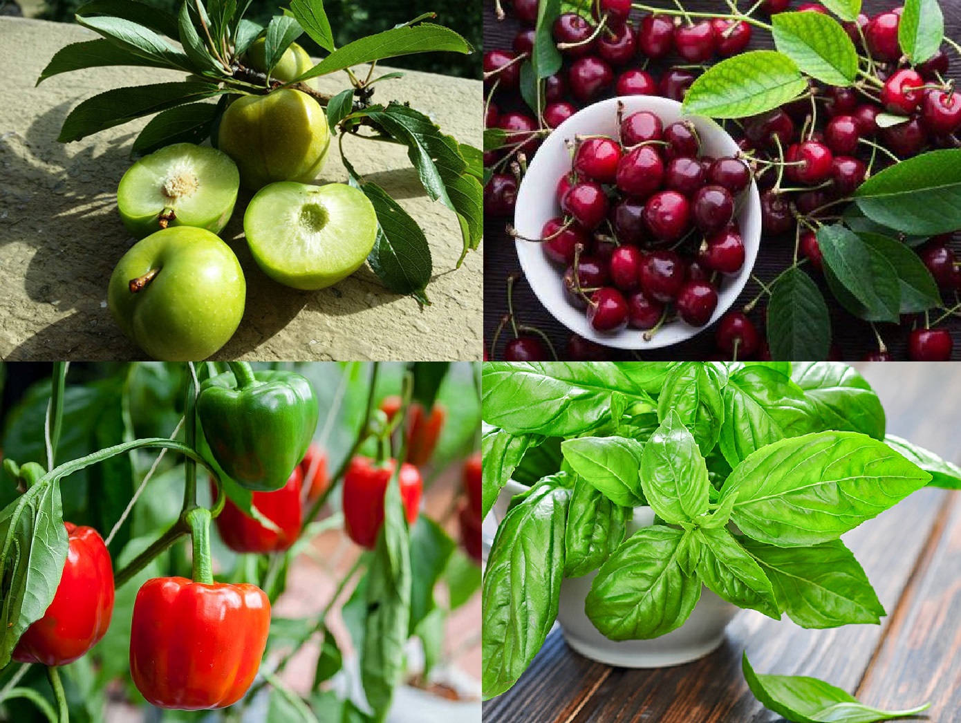 Mận, anh đào, ớt và rau húng tây giàu vitamin C hỗ trợ hệ miễn dịch