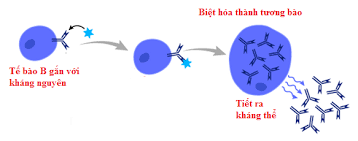 Cách thức hoạt động của các tế bào trong hệ thống miễn dịch